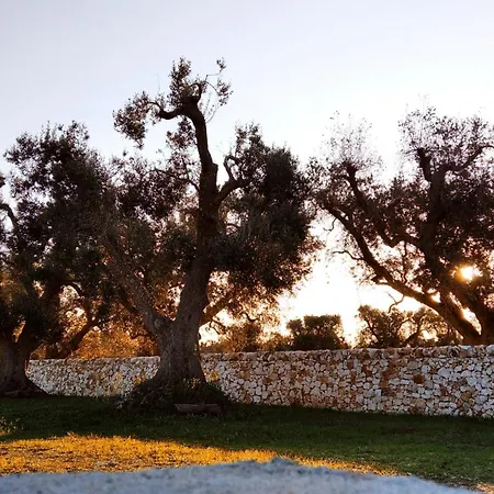 Trullo Bianco Ulivo * Ostuni